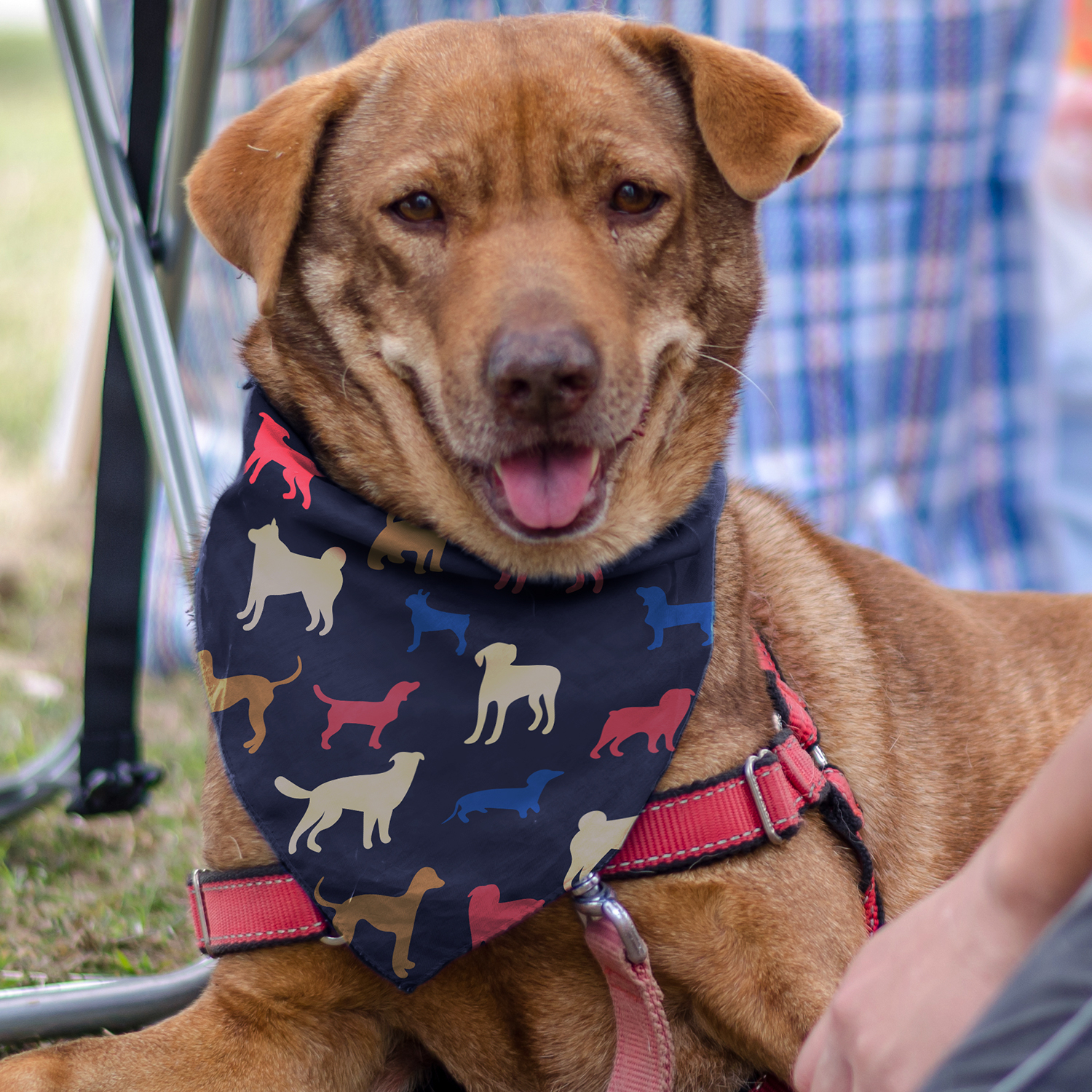 Pet Bandana – Medium