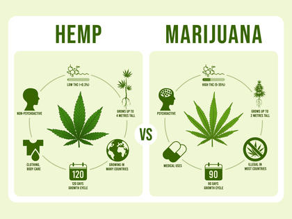 Hemp VS Marijuana